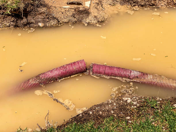 Best Flood restoration services  in Portland, MI